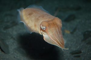 Pt Lowly - Breeding ground of the giant cuttlefish