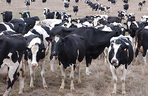 Friesian cows on dry pastures in the Lower Murray Darling Basin area