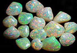 Desert Sea Collection - rare shells stolen from the Comfort Inn Motel in Coober Pedy