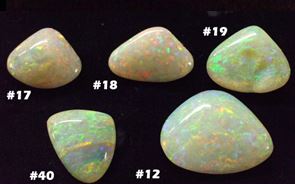 Shells from the Clee family collection - now stolen