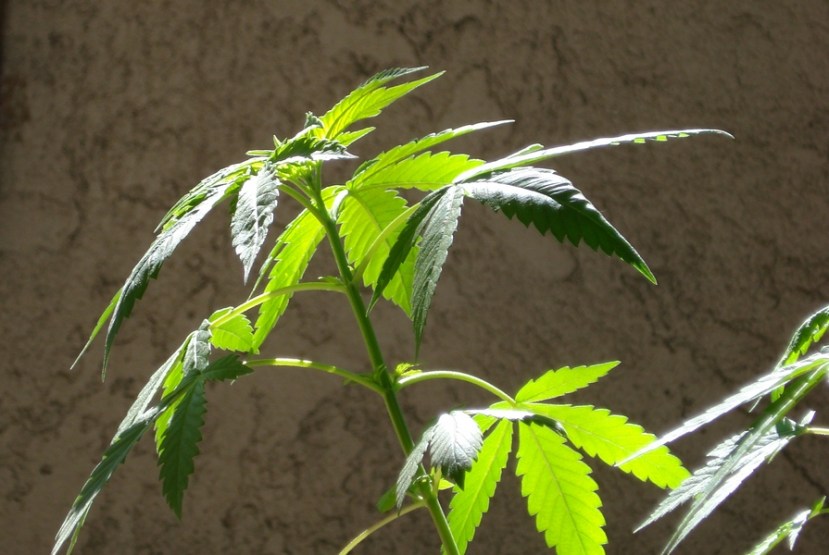 _cannabis-vegetative-growth-c